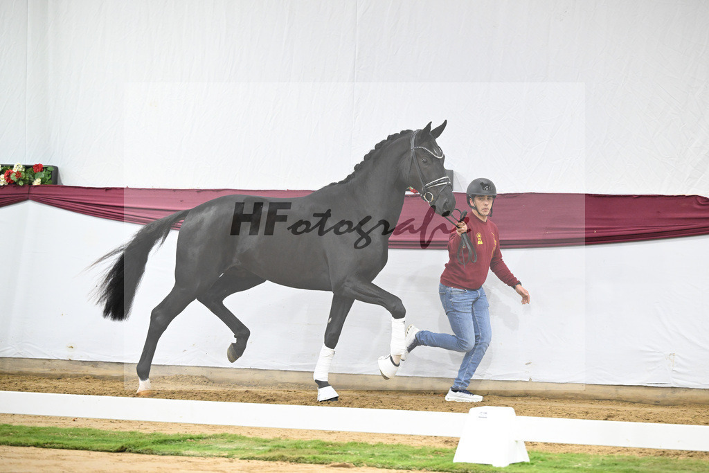 Kat-Nr. 51 Fuerst Samarant x De Niro_Mathieu Beckmann_47251904 | hf-fotografie - Realisiert mit Pictrs.com