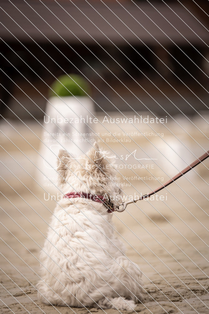 SD_OED_04775 | saradresslerfotografie - Realisiert mit Pictrs.com