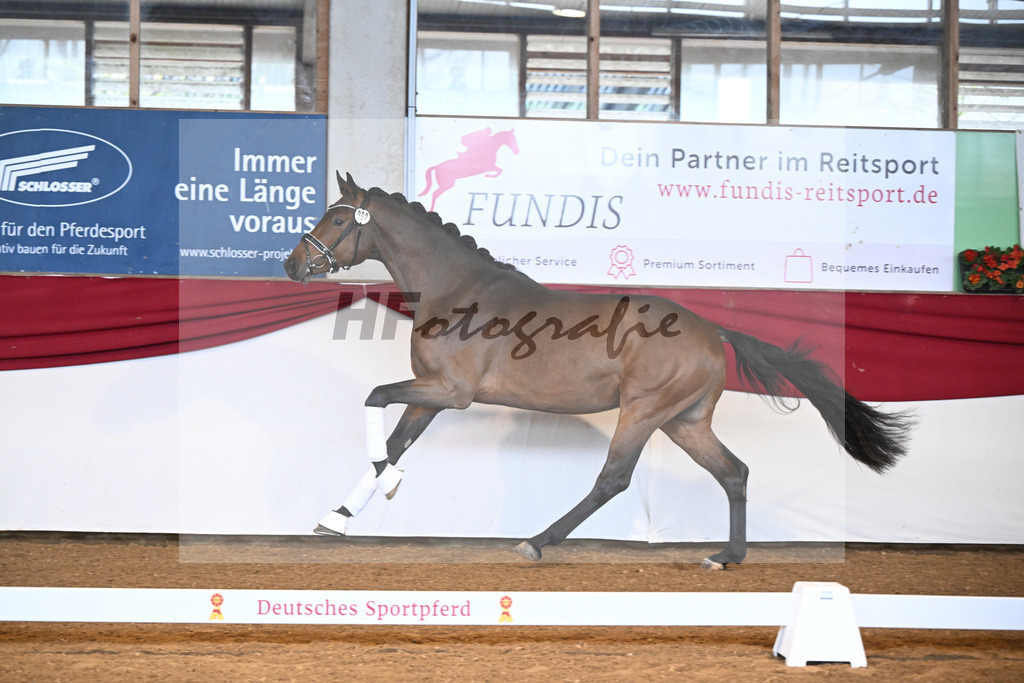 Kat-Nr. 2 ReBos Barnaby HJ v. Bonderas_Rettenmeier_16250024 | hf-fotografie - Realizzato con Pictrs.com
