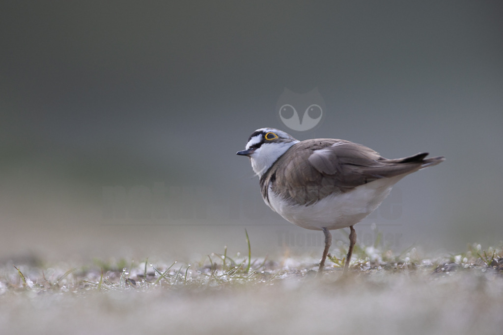 20220428063946-2 | Der Bildershop von www.natur-focus.de bietet ihnen den einfachen Kauf von Bildmaterial per Download aus allen Bereichen der Natur. In den Galerien finden sie Landschaftsfotos, Tierbilder und natürlich auf Pflanzenfotos. - Realisiert mit Pictrs.com
