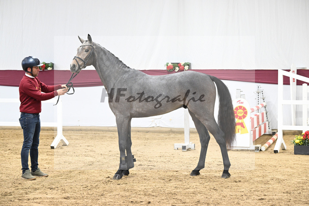 Kat-Nr. 4 Charthago Blue x Acorado_ECS Livestock BV_47253216 | hf-fotografie - Realisiert mit Pictrs.com