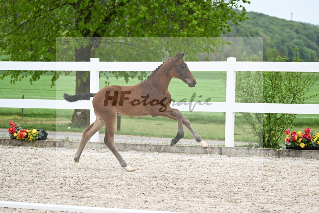 Kat-Nr. 38 HF Viva Vitalis x Benicio_Pointinger_23260663 | hf-fotografie - Realisiert mit Pictrs.com