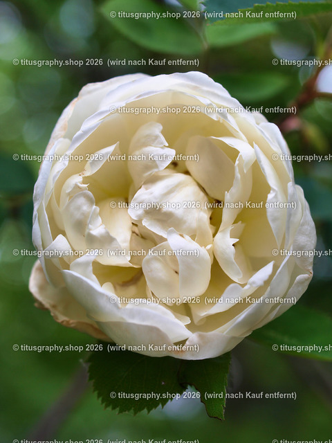 titusgraphy_P6080291-vz-ln | OLYMPUS DIGITAL CAMERA - Realisiert mit Pictrs.com