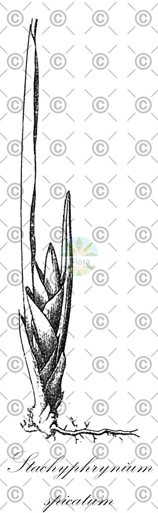 HistAbb_wfo-0000314794_1_ENZY_Simple | Historische Abbildung von Stachyphrynium spicatum - Marantaceae | Historical Illustration of Stachyphrynium spicatum - Marantaceae