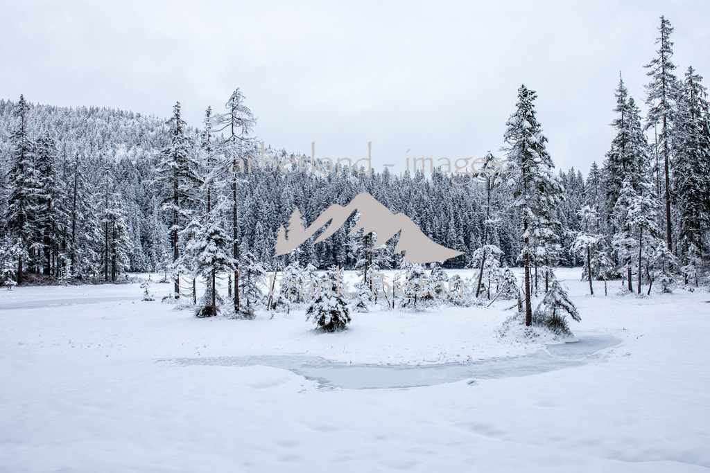 OE7A8950 | der Winter hat die Landschaft um den Großen Arbersee fest im Griff