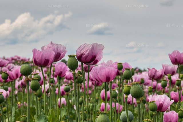 Mohnblumen