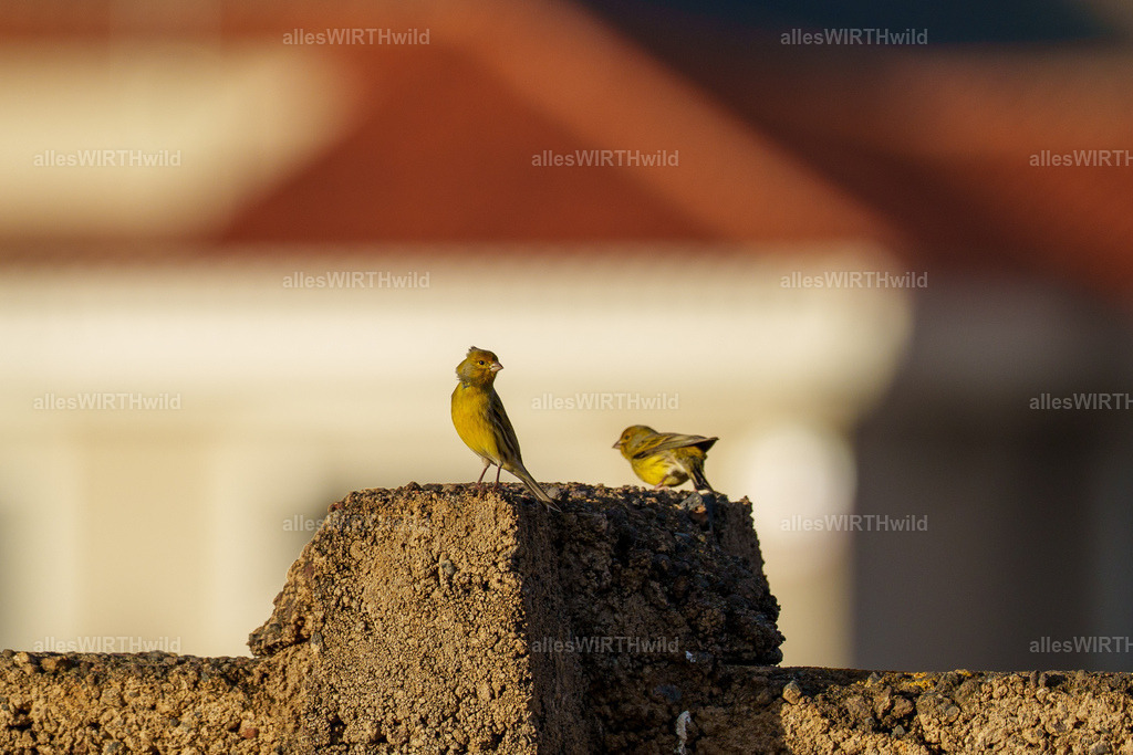 allesWIRTHgut Tierfotografie - allesWIRTHgut.de - 7IV05541 | Entdecke die faszinierende Welt der Natur- und Wildlife-Fotografie von Daniel und Bärbel. Inspirierende Bilder von wilden Tieren und kleinen Naturwundern.