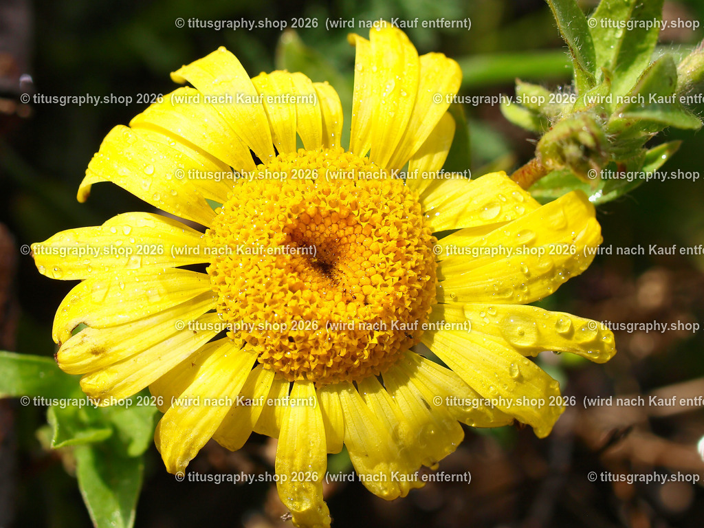 titusgraphy-PA221755-ln-02 | titusgraphy-shop: Geschenkideen mit Qualitätsfotos. titusgraphy-shop: gift ideas with quality photos. titusgraphy-shop: idées cadeaux avec photos de qualité.  - Realisiert mit Pictrs.com