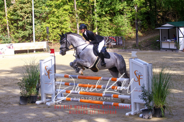 DKP42424 | Turniersportfotografie; Pferdefotografie; Dressurfotografie