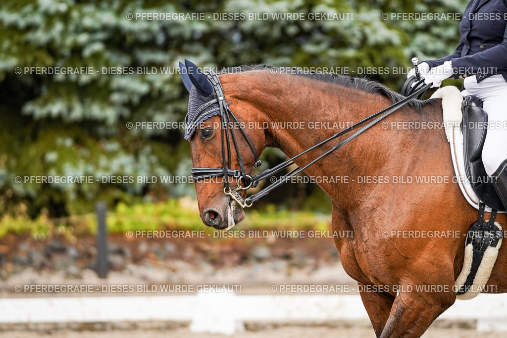 DSC09703 | Pferdegrafie