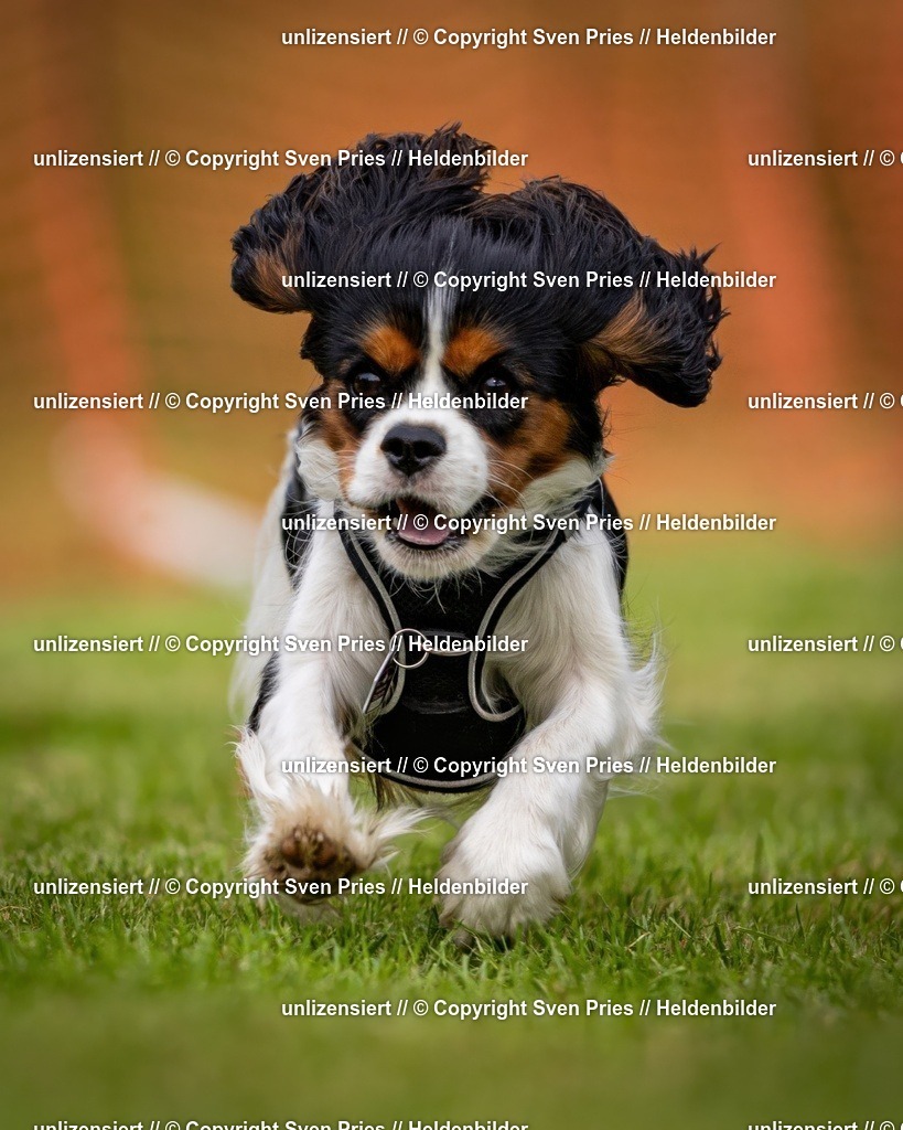 Sven Pries | 2024-09-22 - Hunderennen Baden-BadenPudelverein - Realisiert mit Pictrs.com