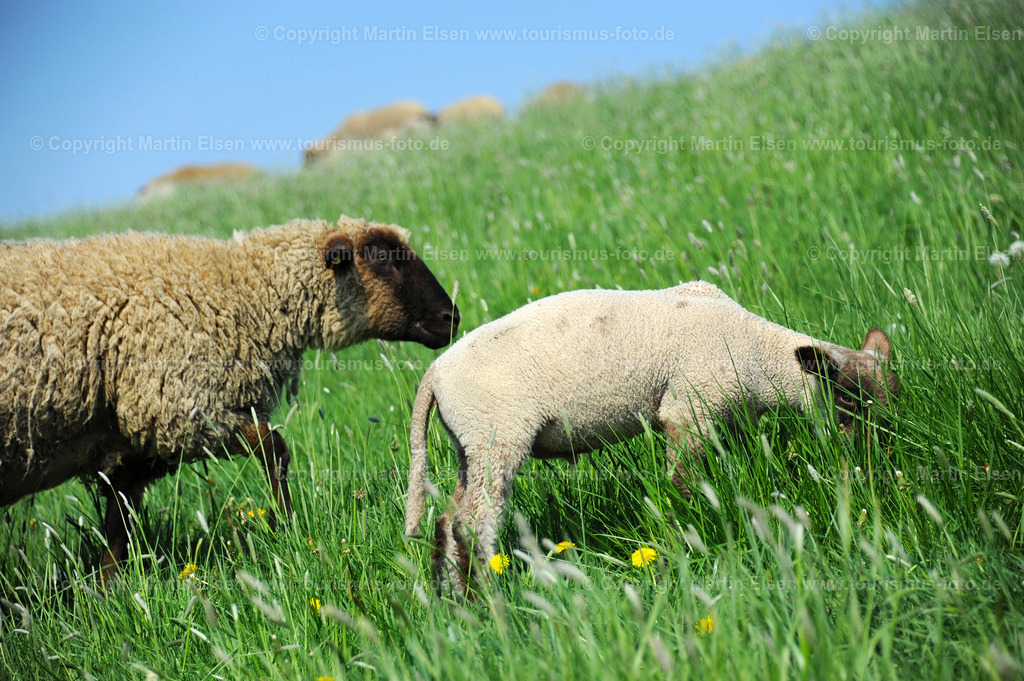 Schafe_ELS_9847135375 | Fotos aus den Touristenorten aus Norddeutschland. - Realisiert mit Pictrs.com