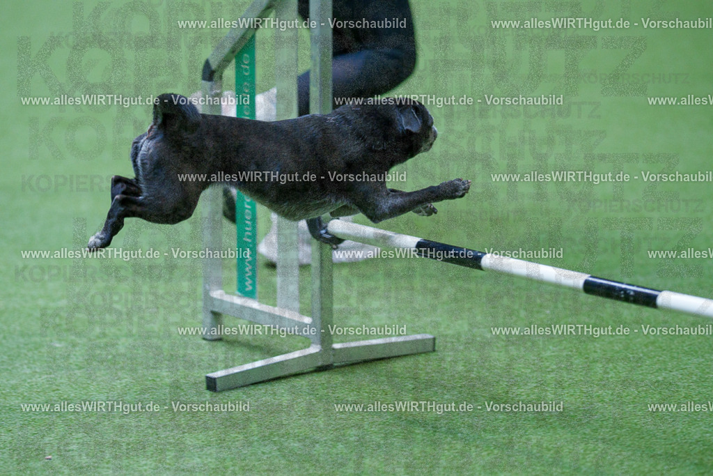 @allesWIRTHgut_Tierfotografie - www.allesWIRTHgut.de - 2604260918-7R507301 | Professionelle Tierfotografie in Mönchengladbach von Daniel Wirth (allesWIRTHgut). Liebevolle & natürliche Bilder von Hunden & Katzen für unvergessliche Erinnerungen.