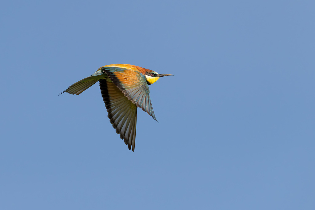 Der Bienenfresser | Der Bienenfresser ist zweifellos einer der auffälligsten und farbenprächtigsten Vögel Europas, der durch sein exotisches Aussehen an Vögel aus tropischen Regionen erinnert. Er gehört zur Familie der Bienenfresser (Meropidae), von denen er die einzige Art ist, die regelmäßig in Europa brütet. - Realisiert mit Pictrs.com