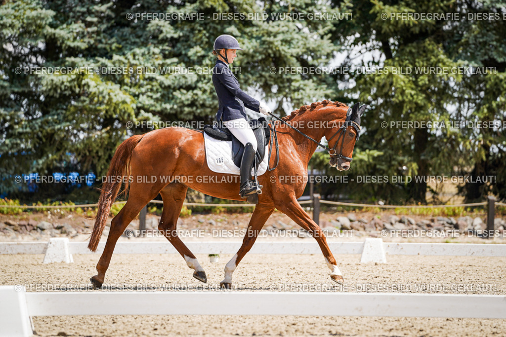 DSC01208 | Pferdegrafie