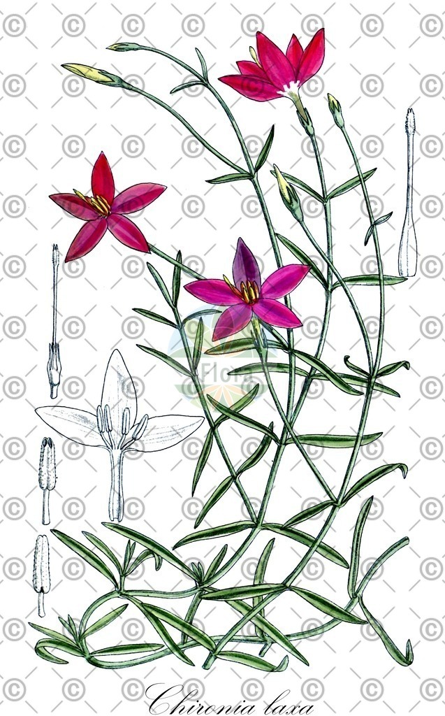 HistAbb_wfo-0000846031_1_ENZY_Simple | Historische Abbildung von Chironia laxa - Gentianaceae | Historical Illustration of Chironia laxa - Gentianaceae