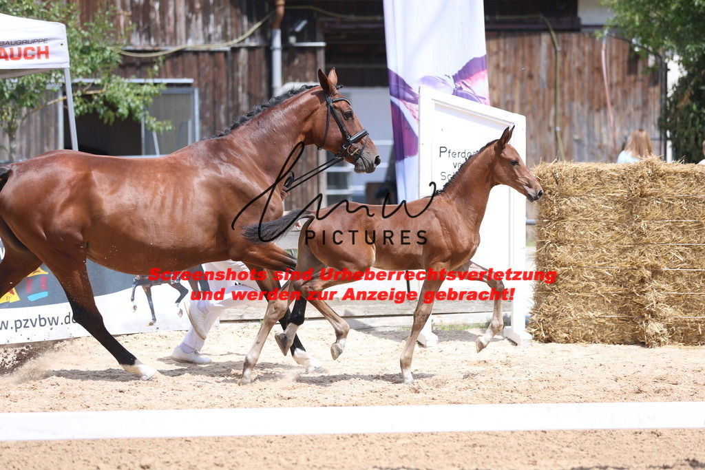 Fohlenschau_Schwäbisch_Hall_springbetonte_Fohlen_KN 19_16 | lmwpictures - Realisiert mit Pictrs.com