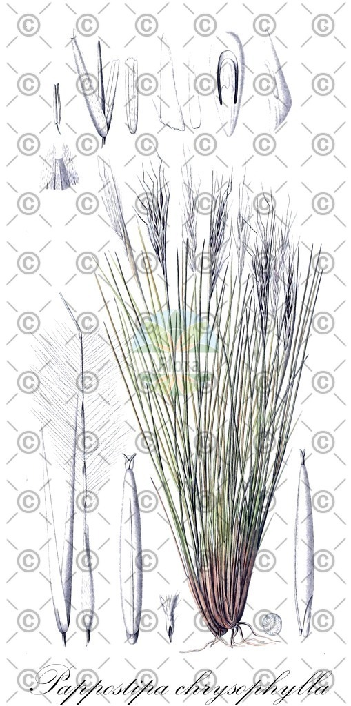 HistAbb_wfo-0000396780_2_ENZY_Simple | Historische Abbildung von Pappostipa chrysophylla - Poaceae | Historical Illustration of Pappostipa chrysophylla - Poaceae