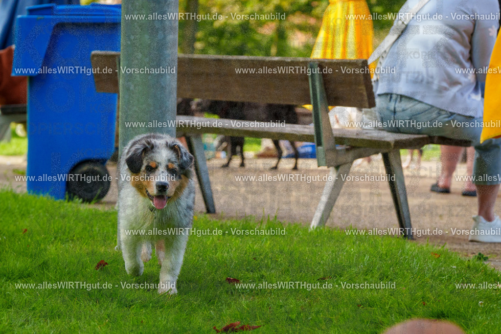 Hundeschwimmen_Grefrath_2026-allesWIRTHgut_Tierfotografie-13_19-FAY00563 | Professionelle Tierfotografie in Mönchengladbach von Daniel Wirth (allesWIRTHgut). Liebevolle & natürliche Bilder von Hunden & Katzen für unvergessliche Erinnerungen.