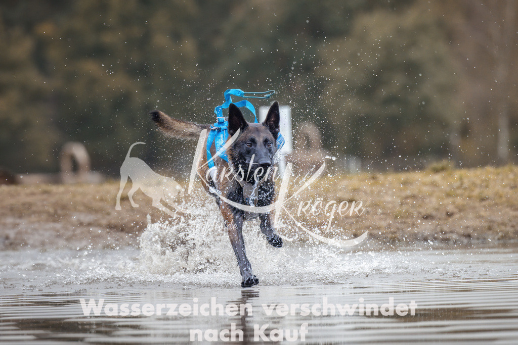 1358_ZZ94995 | kk-dogfotos
