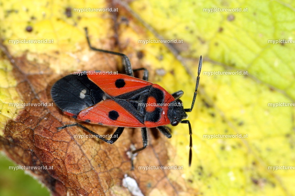 Melanocoryphus albomaculatus-004 | Das Bilderarchiv über Tiere, Planzen und Landschaften. In der Bilddatenbank finden Sie ein große Auswahl an hochwertigen Bilder für Ihre Werbung - Realisiert mit Pictrs.com