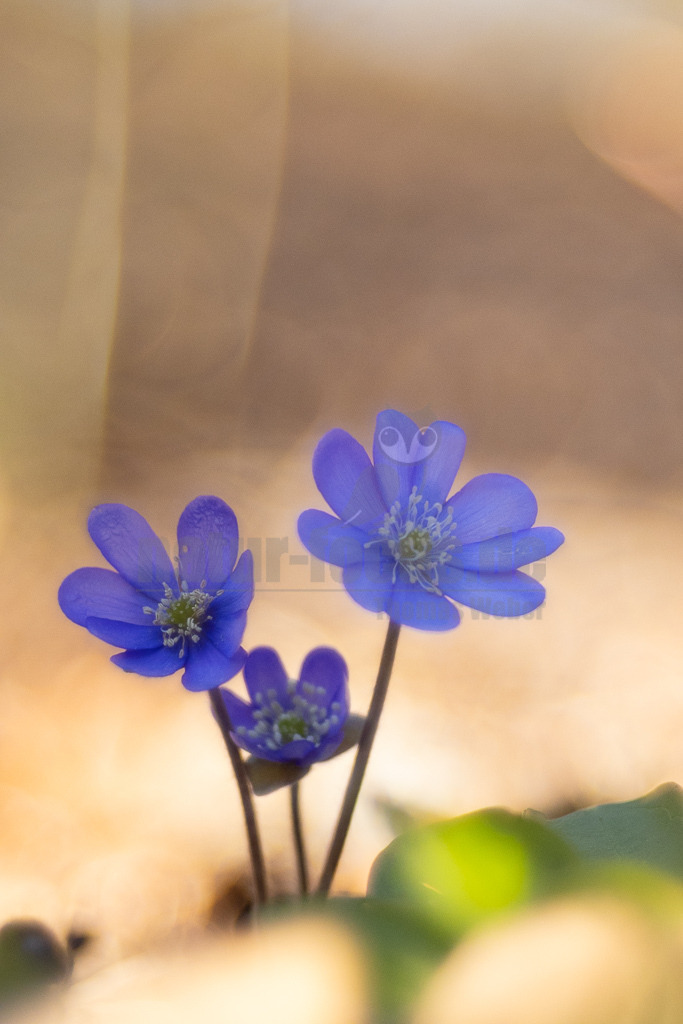 20220311154302 | Das Leberblümchen (Hepatica nobilis) ist ein typischer Frühlingbote. Im März, wenn Brauntöne noch das Bild des Waldes beherrschen, sind die zarten blauvioletten Blüten am Waldboden das erste Zeichen des einsetzenden Frühlings. Die hübschen Pflanzen nutzen die Zeit, bevor die Blätter der Bäume austreiben und ihnen das Licht rauben. Die Lebensdauer der Blüten beträgt etwa acht Tage. Mitte April ist ihre Blütezeit bereits abgeschlossen. - Realisiert mit Pictrs.com