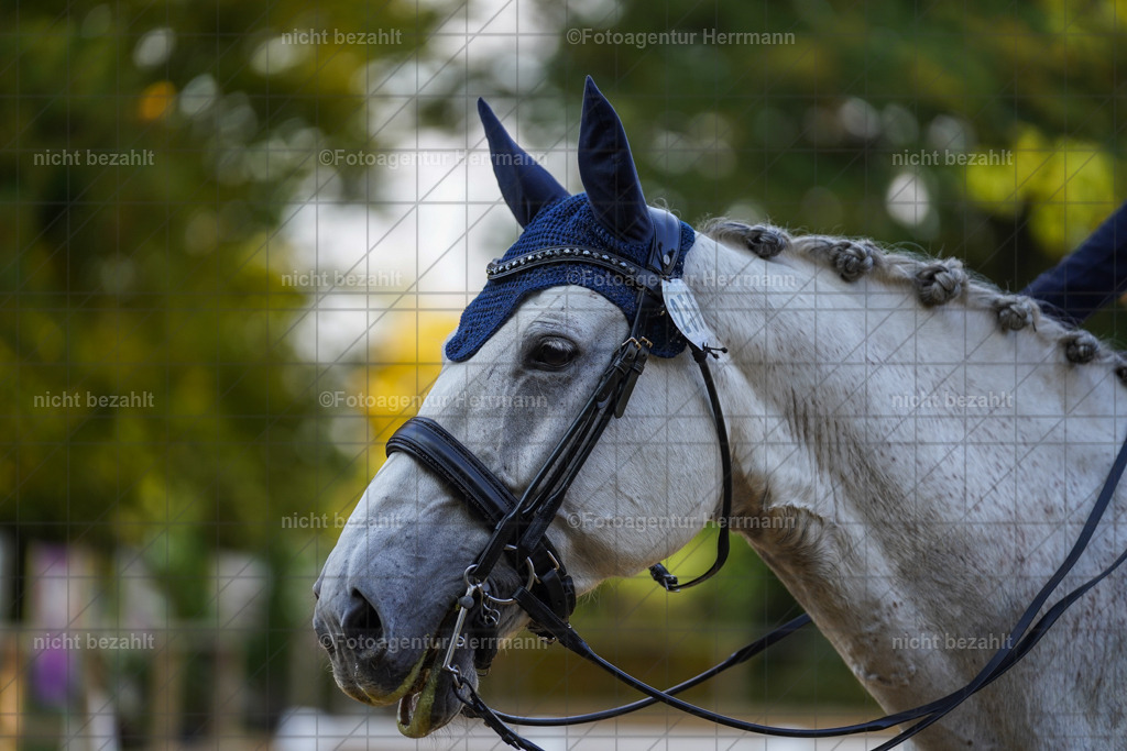 20221007-FAH00080 | Diessen am Ammersee, 2022, Dressur- und Springturnier, Reitsportbilder, Turnierfotografen Bayern, Pferdefotografen, Fotoagentur Herrmann, Turnierbilder