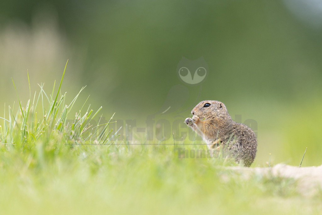 R5M21180_20260521 | Ein Europäisches Ziesel (Spermophilus citellus) sitzt im grünen Gras und frisst. Das Tier ist im Profil zu sehen, mit den Vorderpfoten am Maul, während es Nahrung zu sich nimmt. Der Hintergrund ist unscharf und zeigt weitere grüne Vegetation. - Realisiert mit Pictrs.com