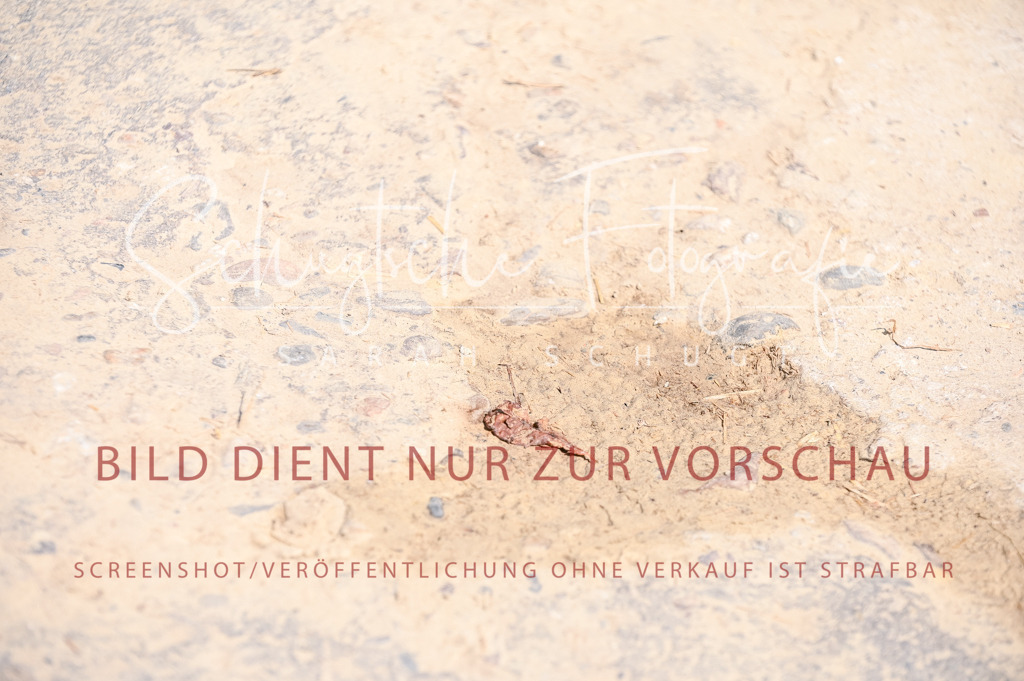 Schugtsche-Aluta25-53.Amat.Dressurprf.A2-36 | Schugtsche Fotografie - Realized with Pictrs.com
