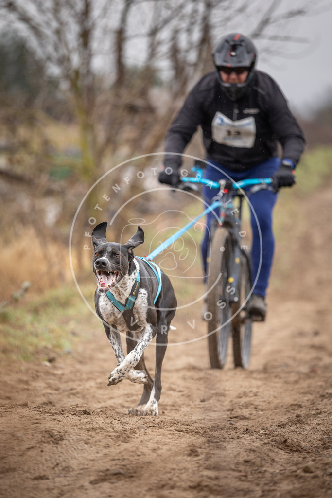 DV3A8953 | Hundefotografie, Tierfotograf, Pfotenfotografie, Fotoshooting Hund, Hunde Portrait, Hundesport, Hundeportraits, Heideshooting, Hunde, Sportfotograf, Hundefotograf, Turnierhundsport, THS,  - Realisiert mit Pictrs.com