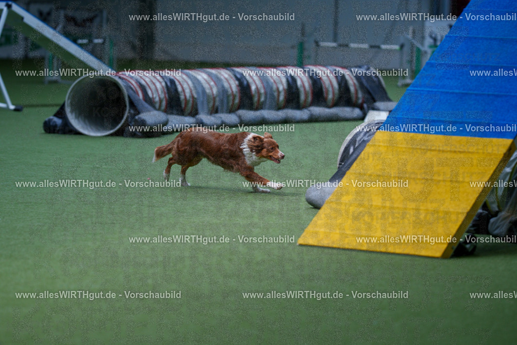@allesWIRTHgut_Tierfotografie - www.allesWIRTHgut.de - 2604251226-7R501757 | Professionelle Tierfotografie in Mönchengladbach von Daniel Wirth (allesWIRTHgut). Liebevolle & natürliche Bilder von Hunden & Katzen für unvergessliche Erinnerungen.