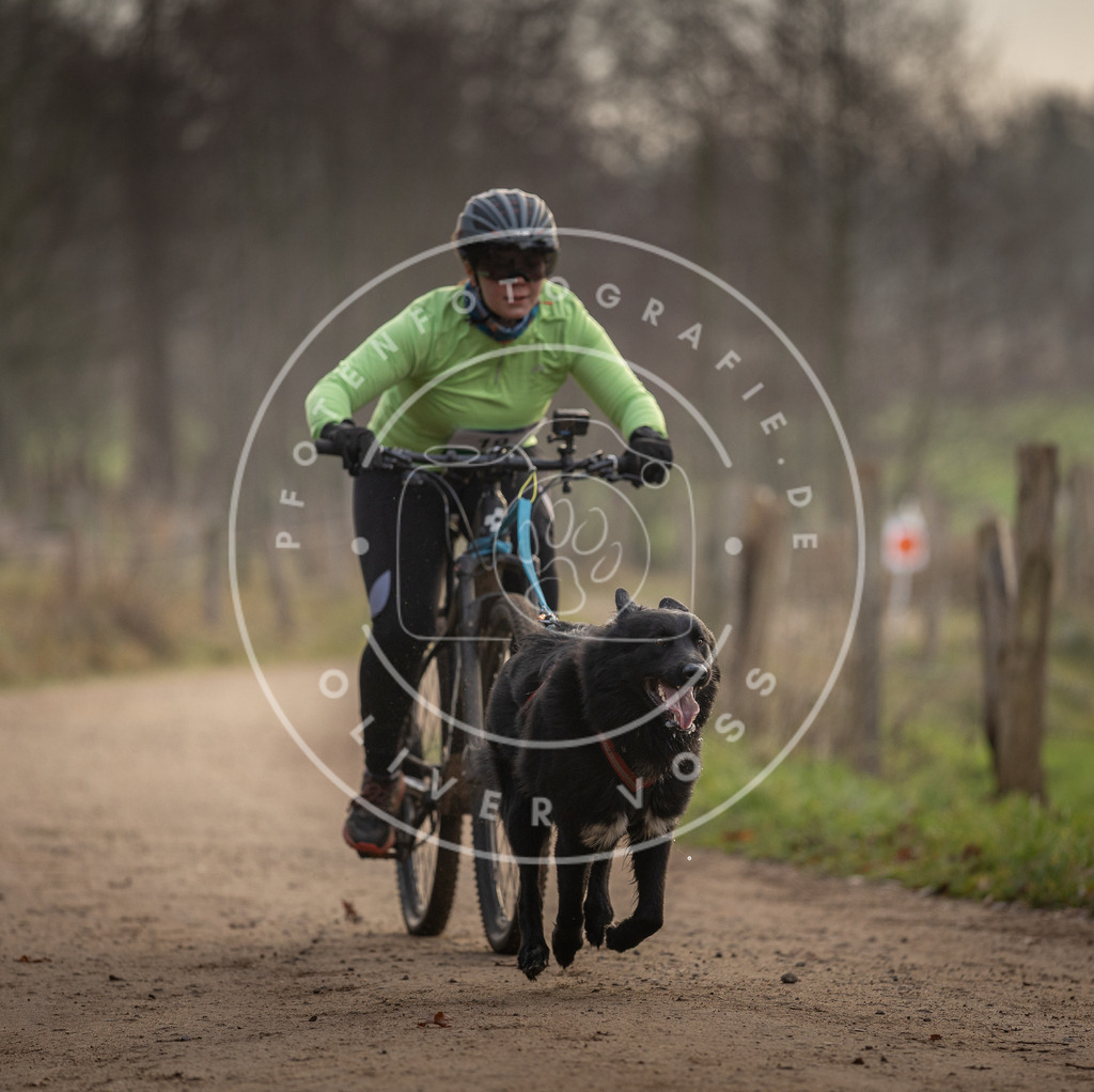 Pfotenfotografie_DV3A1945 | Hundefotografie, Tierfotograf, Pfotenfotografie, Fotoshooting Hund, Hunde Portrait, Hundesport, Hundeportraits, Heideshooting, Hunde, Sportfotograf, Hundefotograf, Turnierhundsport, THS,  - Realisiert mit Pictrs.com