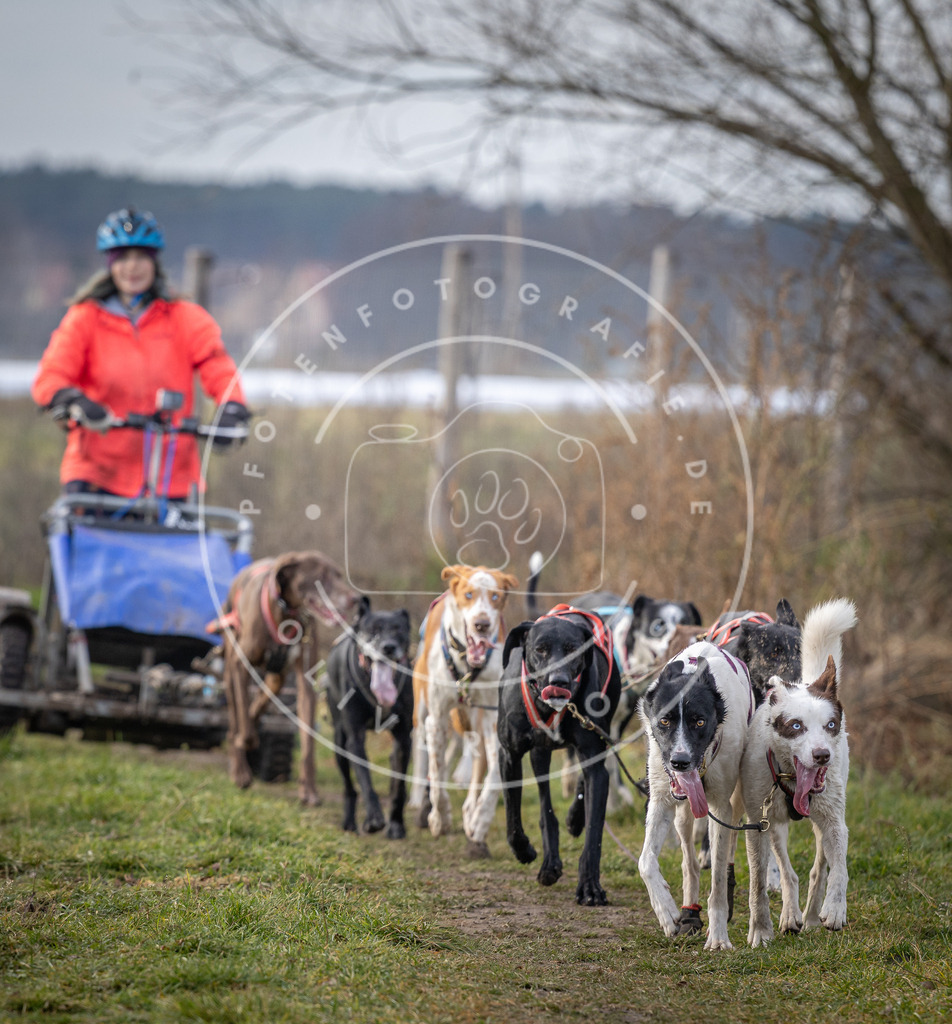 Pfotenfotografie_DV3A6919 | Hundefotografie, Tierfotograf, Pfotenfotografie, Fotoshooting Hund, Hunde Portrait, Hundesport, Hundeportraits, Heideshooting, Hunde, Sportfotograf, Hundefotograf, Turnierhundsport, THS,  - Realisiert mit Pictrs.com