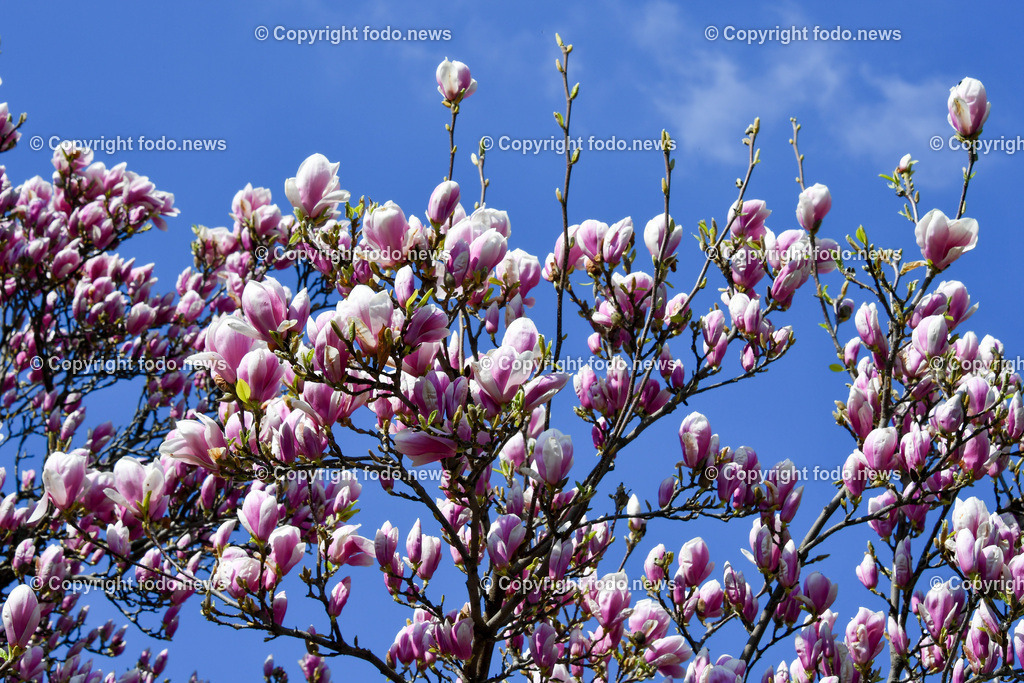 Deutschland_ Baden-Wuerttemberg_ Stuttgart_ 28.03.2025-4 | 28.03.2025, Deutschland, GER, Baden-Wuerttemberg, Stuttgart, im Bild Themenbild, Magnolien, Blueten, Baum, Fruehling, Feature, Symbolbild