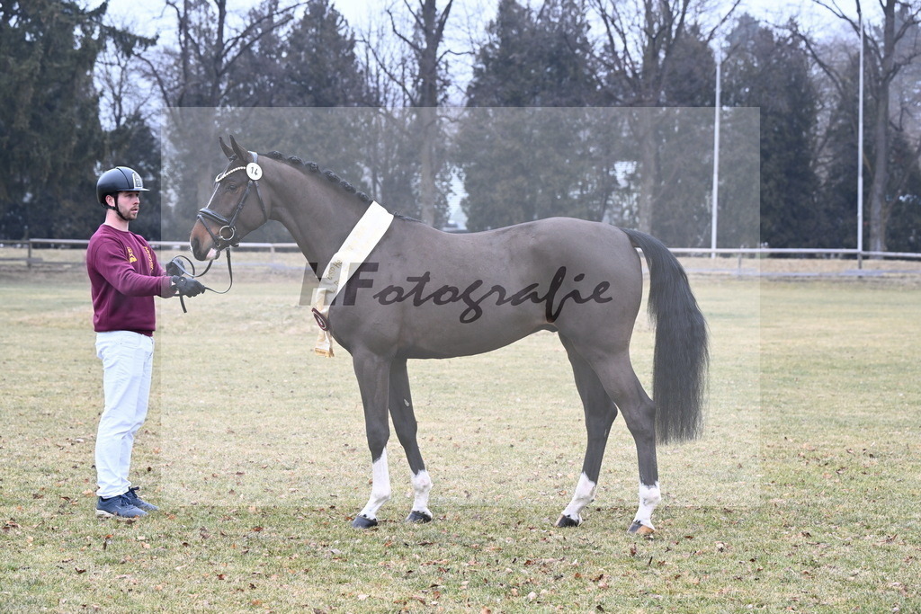 Kat.-Nr. 14 v. Cornet_s Balou (Balou du Reventon Z)_Keitel und Laue_3265800 | hf-fotografie - Realisiert mit Pictrs.com