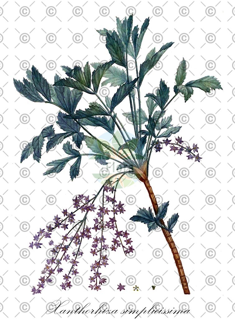 HistAbb_wfo-0000334780_1_ENZY_Simple | Historische Abbildung von Xanthorhiza simplicissima - Ranunculaceae | Historical Illustration of Xanthorhiza simplicissima - Ranunculaceae (yellowroot;shrub yellowroot)