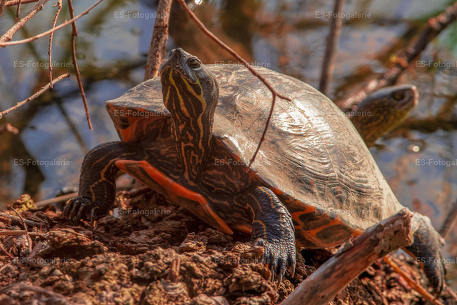Wasserschildkröte beim Sonnenbaden