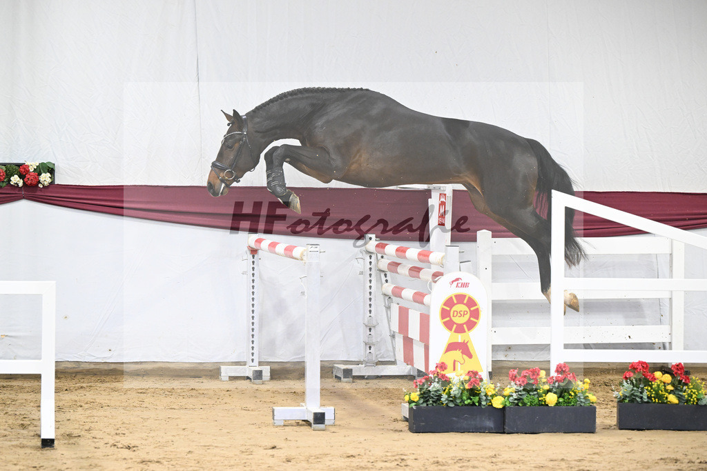 Kat-Nr. 7 Chacoon Blue x Elvis ter Putte_Hansjoerg Harscher_47250107 | hf-fotografie - Realisiert mit Pictrs.com