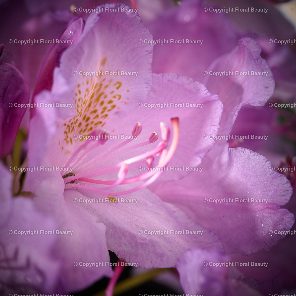 Wandbild Nahaufnahme einer Rhododendronblüte | Rhododendronblüte Close-up in fliederfarben, toll als quadratisches Wandbild. - Realisiert mit Pictrs.com