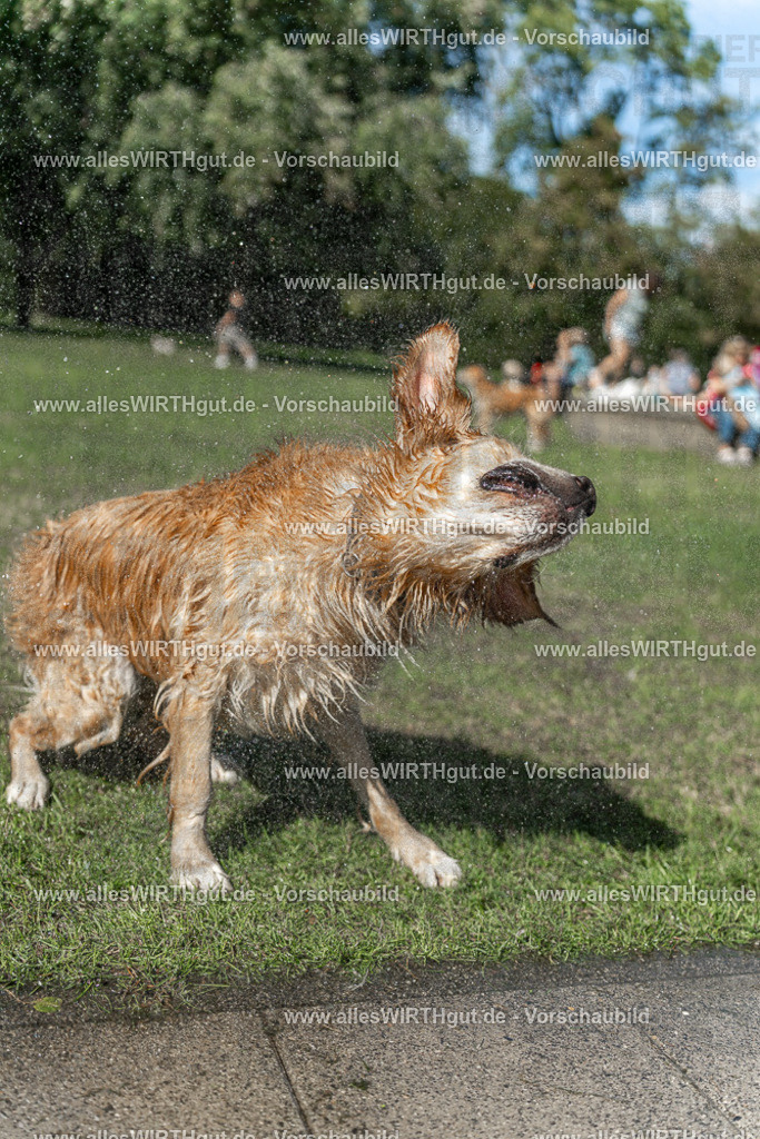Hundeschwimmen_Volksbad_2026-allesWIRTHgut_Tierfotografie-2609061243-115331-7R500171 | Professionelle Tierfotografie in Mönchengladbach von Daniel Wirth (allesWIRTHgut). Liebevolle & natürliche Bilder von Hunden & Katzen für unvergessliche Erinnerungen.