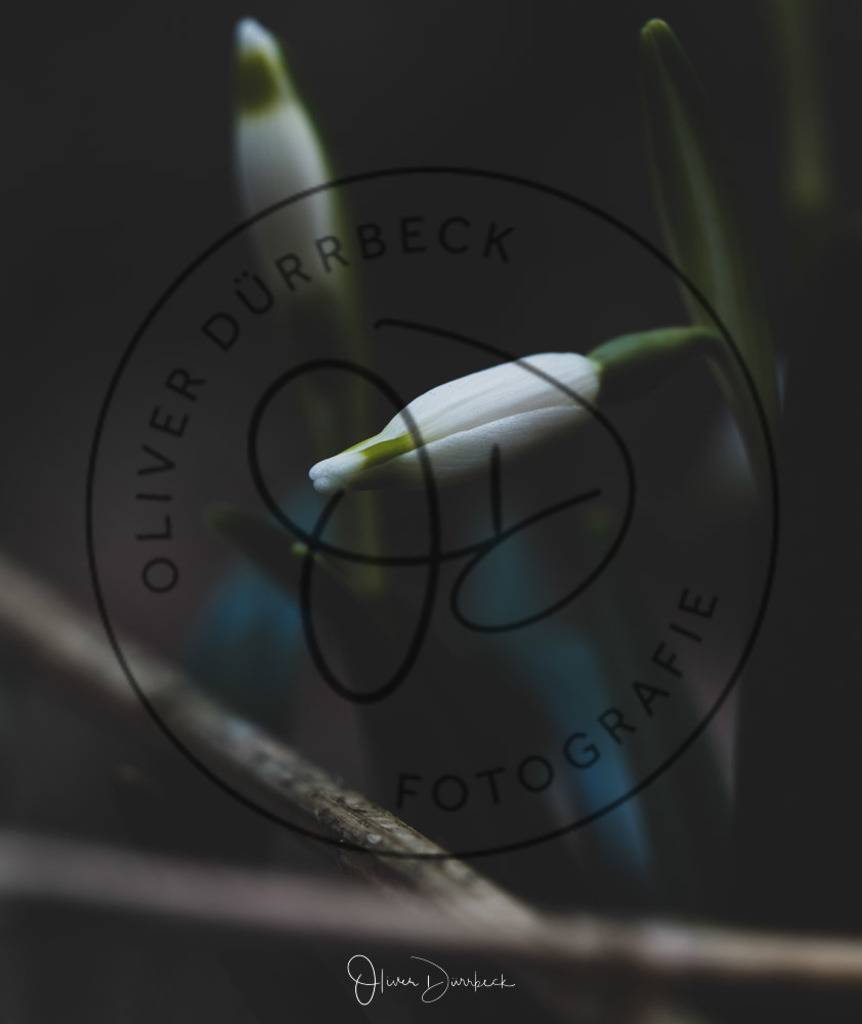 natur-pflanzen-17 | Shop für Kindergartenfotografie und andere Fotoprodukte von Oliver Dürrbeck Fotografie. - Realisiert mit Pictrs.com