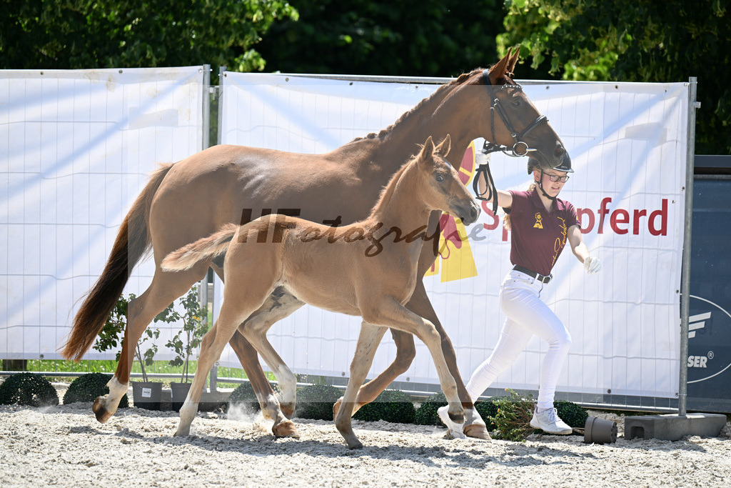 Kat-Nr. 17 Va Bene x Quantensprung_HF_Feigl_15250959 | hf-fotografie - Realisiert mit Pictrs.com