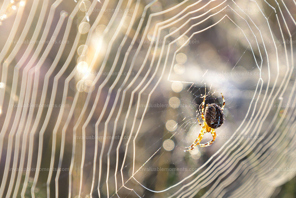 DSC_1148 | invaluablemoments.com - Realisiert mit Pictrs.com