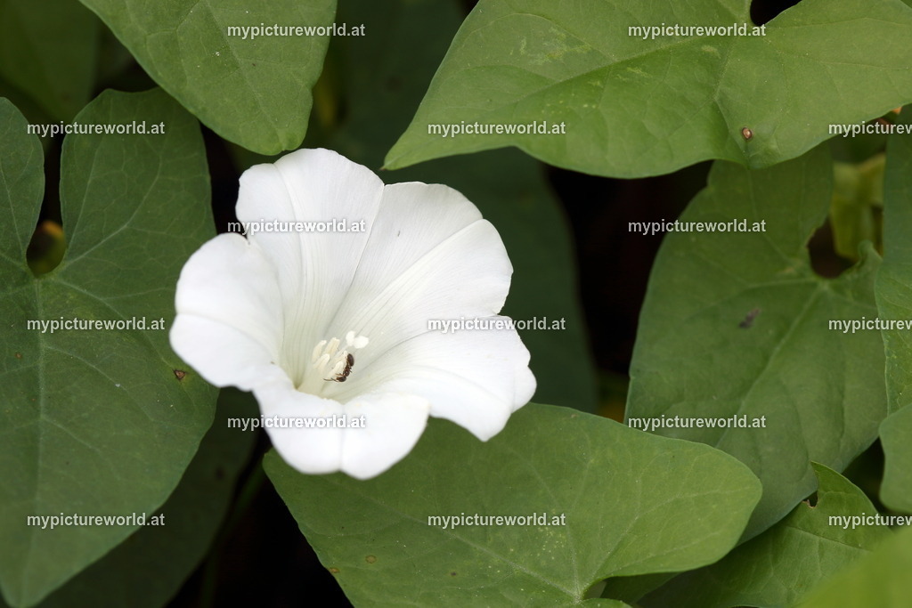 Echte Zaunwinde-005 | Das Bilderarchiv über Tiere, Planzen und Landschaften. In der Bilddatenbank finden Sie ein große Auswahl an hochwertigen Bilder für Ihre Werbung - Realisiert mit Pictrs.com