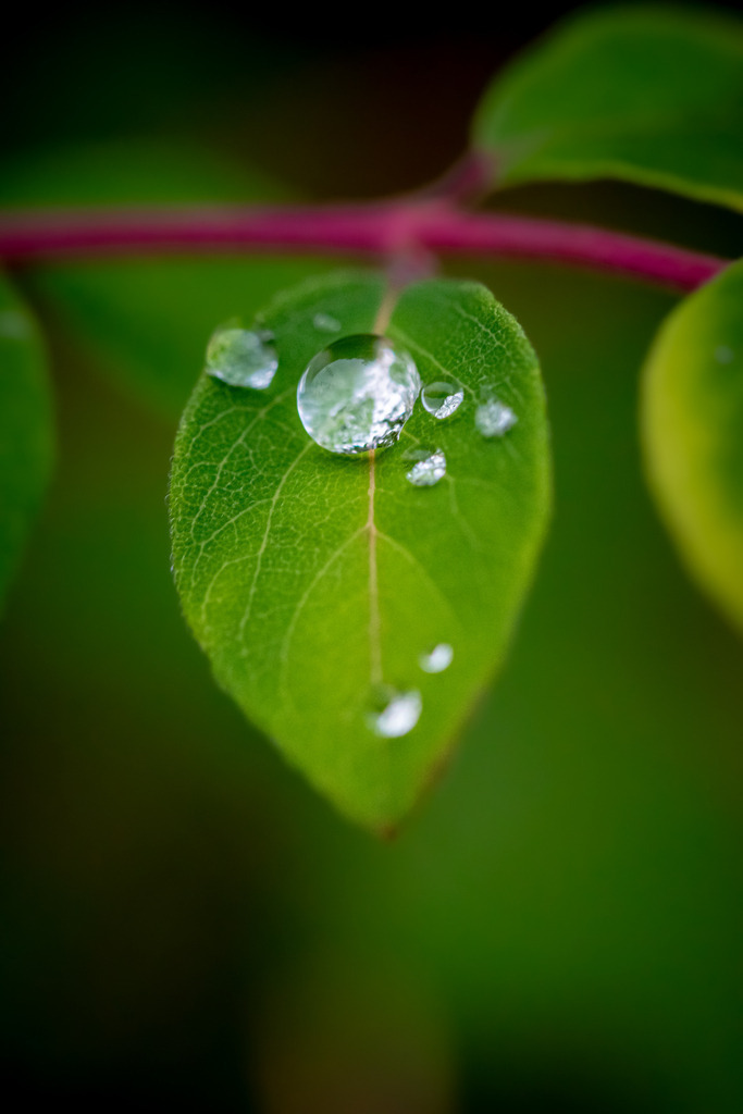 Blatt mit Wassertropfrn | Auf dem Blatt befinden sich glänzende Wassertropfen, die wie kostbare Diamanten funkeln. Das Blatt selbst ist von einer frischen, satten grünen Farbe, und die Tropfen liegen sanft auf seiner Oberfläche, als hätten sie sich dort niedergelassen, um einen Moment der Ruhe zu genießen. Das Foto zeigt die Schönheit der Natur in ihrer reinen und einfachen Form.