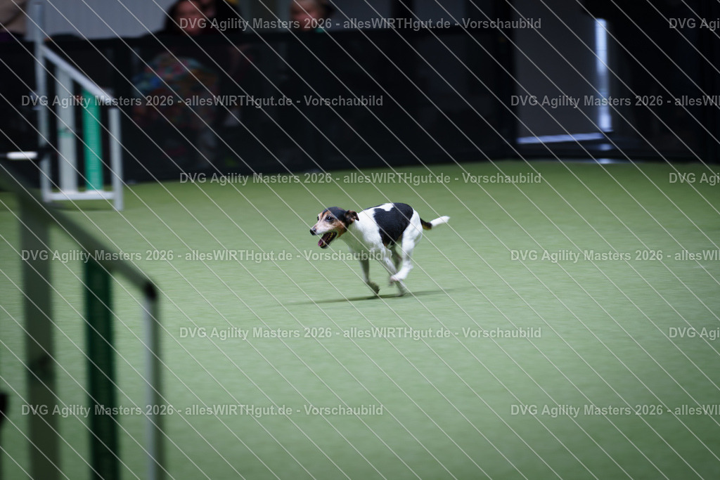 allesWIRTHgut_Tierfotografie-DVG_Agility_Masters_2026-13_51-7R504115 | Professionelle Tierfotografie in Mönchengladbach von Daniel Wirth (allesWIRTHgut). Liebevolle & natürliche Bilder von Hunden & Katzen für unvergessliche Erinnerungen.