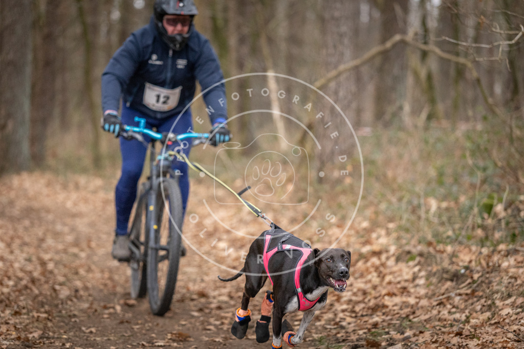 Pfotenfotografie_DV3A6409 | Hundefotografie, Tierfotograf, Pfotenfotografie, Fotoshooting Hund, Hunde Portrait, Hundesport, Hundeportraits, Heideshooting, Hunde, Sportfotograf, Hundefotograf, Turnierhundsport, THS,  - Realisiert mit Pictrs.com