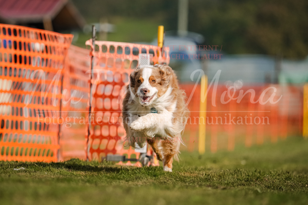 20250928_Hunderennen-195 | MuT (Mensch und Tier) mit Mona - Fotografie und Tierkommunikation - Realisiert mit Pictrs.com