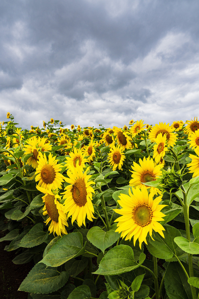 Sonnenblumenfeld zwischen Stäbelow und Clausdorf bei Rostock | Sonnenblumenfeld zwischen Stäbelow und Clausdorf bei Rostock.