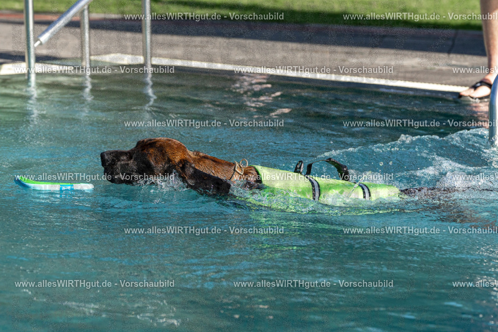 Hundeschwimmen_Volksbad_2026-allesWIRTHgut_Tierfotografie-2609061609-FAY07396 | Professionelle Tierfotografie in Mönchengladbach von Daniel Wirth (allesWIRTHgut). Liebevolle & natürliche Bilder von Hunden & Katzen für unvergessliche Erinnerungen.
